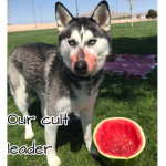 Husky Cult and Army
