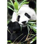 Panda pirates_