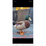 Ducks fan squad