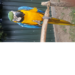 Parrotkid567