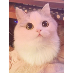 Valdemar er adopteret