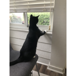 Flying cats go meow meow