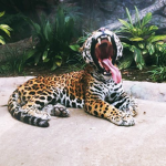Leopard Girls