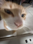 照片我家貓