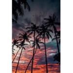 Tropical Sunshine!