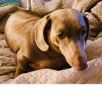 Noah is a puppy