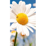 The Daisy group!