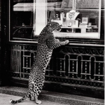 The Jaguar Mafia