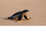 Turtle group forever