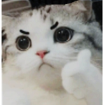 야옹교