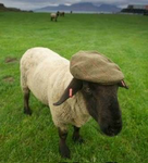 A Platoon