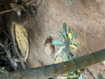 Capybara gng
