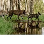 wolves pack