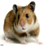 HammySite Inc.
