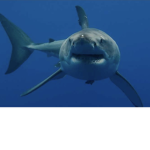 Killer shark group