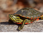 Turtle Land Region District #1