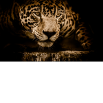 jaguarsssssssssss