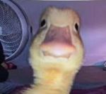The Officail Duck Studios