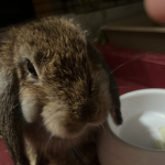 heheh bunny