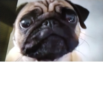 DRIP PUGS