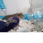 guinea pig donation group