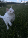 Warrior cats film clan