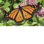 - Angelic BUTTERFLYS -