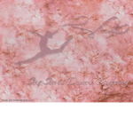 StepStars Dance Studio