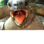 Turtles together here