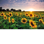 Sunflowers feild