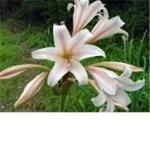 Wild Flower
