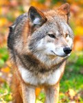 Da Wolf Pak