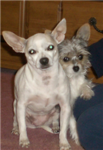Doggies