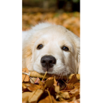 Puppy groupings