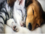 Kitty And puppy Shelter