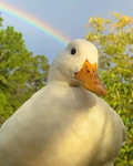 ### ducks