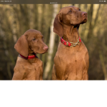 Love puppies they are cute