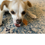 Penny eating a treat