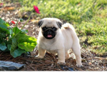 The Pug Institution