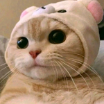 SkibidiCat's Hangout