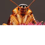 the official roach fan club