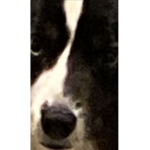 Caroline loves Australian Shepherds
