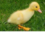 Group for quacks