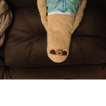 Corn the sloth