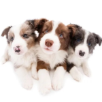 PUPPIES AND DOGES!!!!