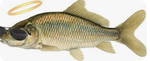 The All holy fish sticks