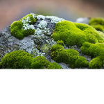 The Kingdom of Moss
