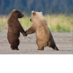 Bear Paw Valley Hangout