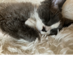 Lulu Devon Rex rules