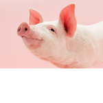 Pigs are the best